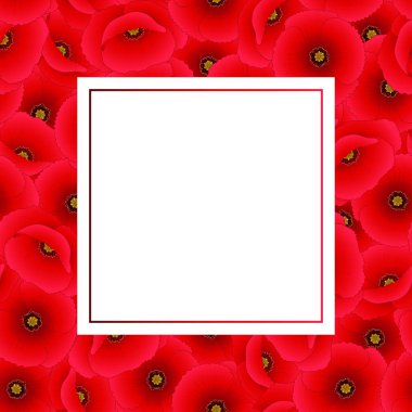 Gelincik (bitki) Afiş kartı veya ortak haşhaş, Mısır haşhaş, gül, alan poppy, Flanders Mısır haşhaş ya da kırmızı haşhaş. Vektör çizim.