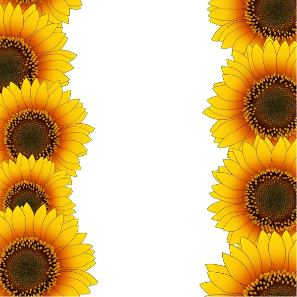Oranžovo Žluté Slunečnice Hranice Izolované Bílém Pozadí Vektorové Ilustrace — Stockový vektor