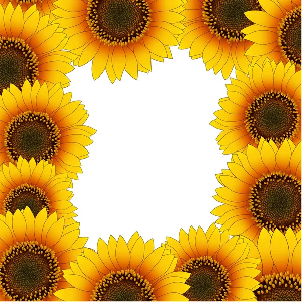 Помаранчевий Жовтий Соняшник Кордону Ізольовані Білому Тлі Векторні Ілюстрації — стоковий вектор