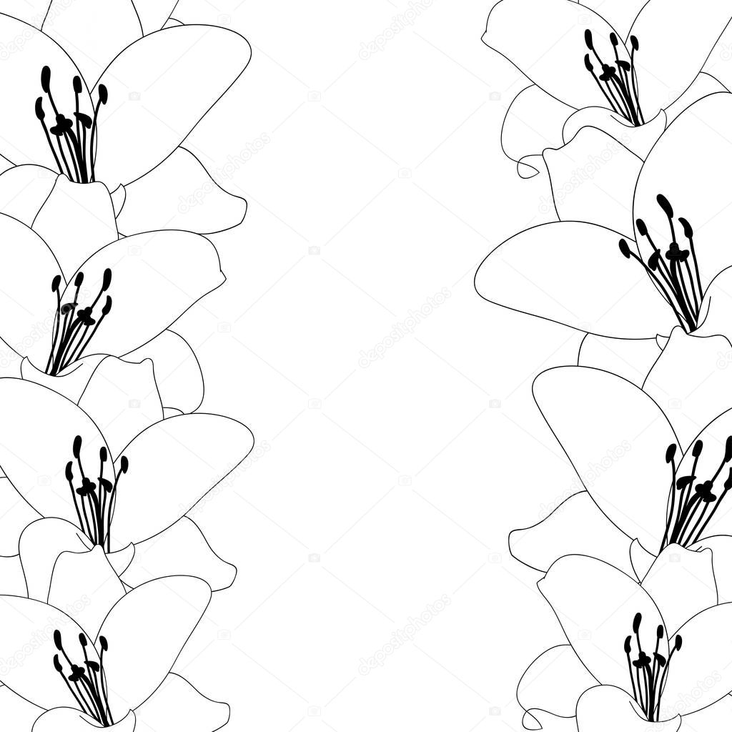 Lily Flower Outline Border isolated on White Background. Vector Illustration.