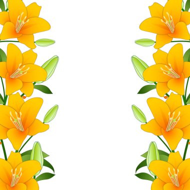 Turuncu Lilium candidum, beyaz arka plan Madonna lily sınırında. Vektör çizim.