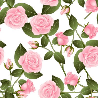 Güzel gül pembe - beyaz arka plan üzerinde Rosa. Sevgililer günü. Vektör çizim.