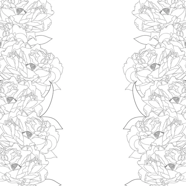 Pfingstrosenblume Umrandung Isoliert Auf Weißem Hintergrund Vektorillustration — Stockvektor