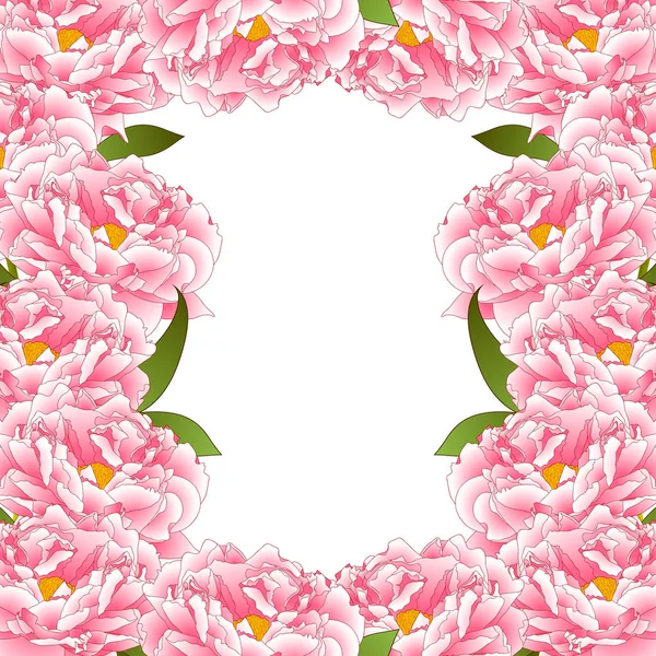 Pivoine Rose Bordure Fleur Isolé Sur Fond Blanc Illustration Vectorielle — Image vectorielle