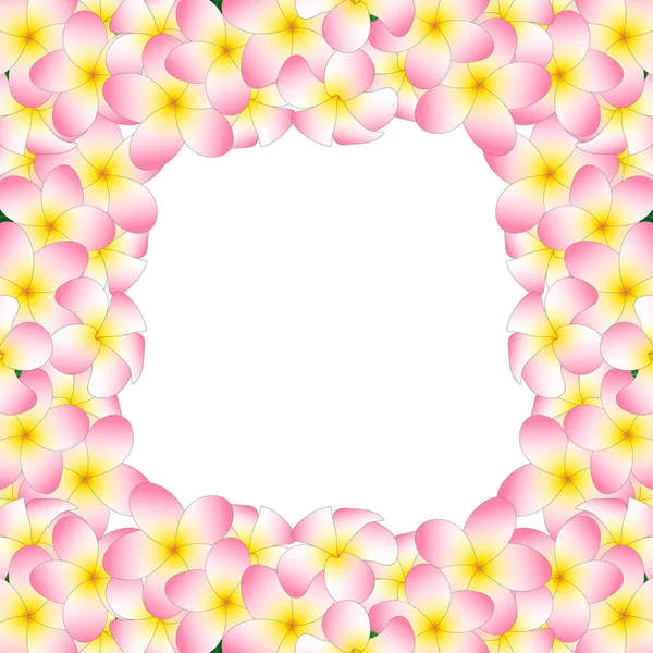 Pink Plumeria Border Frangipani Isolated White Background Vector Illustration — Stock Vector