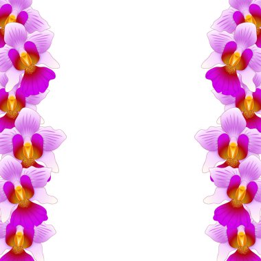 Vanda Miss Joaquim orkide beyaz arka plan üzerinde izole sınır. Vektör çizim. Singapur Ulusal çiçeği.