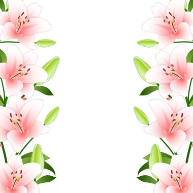 Pembe Lilium candidum, beyaz arka plan Madonna lily sınırında. Vektör çizim.