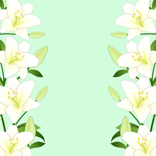 Lilium Candidum Lirio Madonna White Lily Border Sobre Fondo Menta — Vector de stock