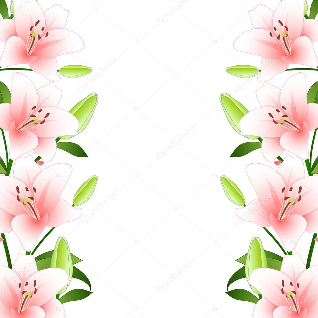 Pink Lilium candidum, the Madonna lily Border on White Background. Vector Illustration.