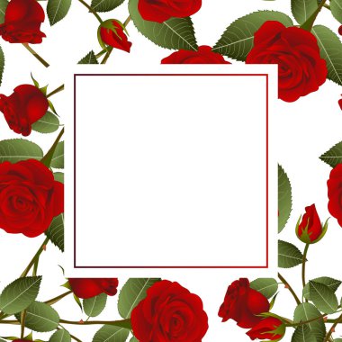 Güzel kırmızı gül - Rosa Banner kartı Sevgililer günü. Vektör çizim.