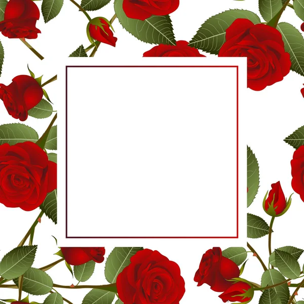 Güzel kırmızı gül - Rosa Banner kartı Sevgililer günü. Vektör çizim.