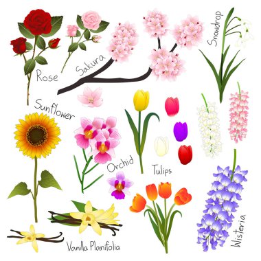 Çiçek seti 5. Flora vector koleksiyonu.