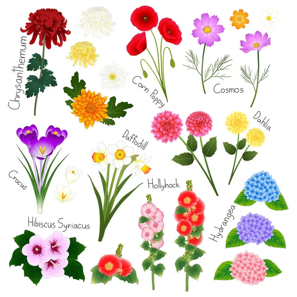 Conjunto de flores 2. Coleção Flora Vector . — Vetor de Stock