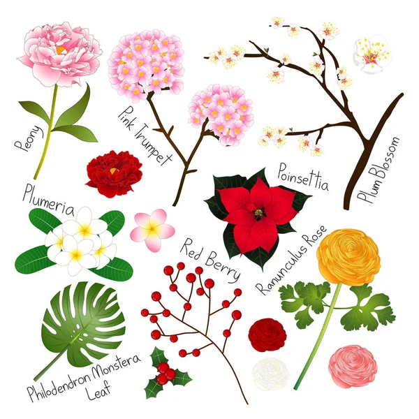 Conjunto de flores 4. Coleção Flora Vector . — Vetor de Stock