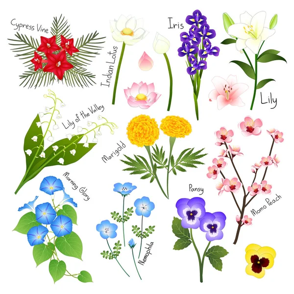 Conjunto de flores 3. Coleção Flora Vector . — Vetor de Stock