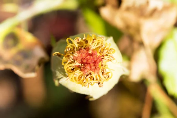 Une Hanche Rose Photographiée Macro Gros Plan — Photo