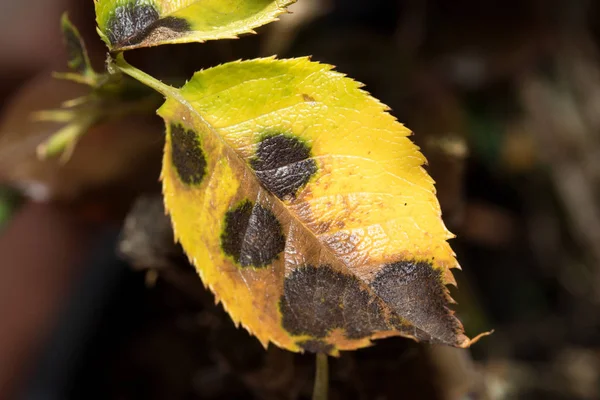 Little Rose Leaf Leaf Rust Photographed Macro Close — Stock Photo, Image