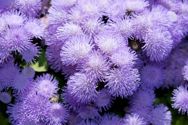 Lilás Pequena Flor Fotografada Macro Extremo Perto — Fotografia de Stock