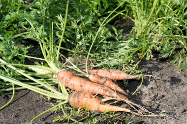 Yere kadar yakın fotoğraflandı ve makro doğal ve yeşil bir arka plan ile döşeme havuç
