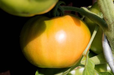 Sarı domates fotoğraflandı makro ve aşırı çalı üzerinde hala olgun yakın çekim