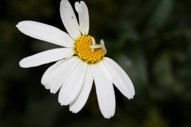 Bir yukarı Kapat'fotoğrafı doğal yeşil arka plan ve makro tarafından rahatsız papatya çiçeği surraounded