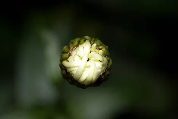 Pączek Stokrotka Otoczeniu Naturalnego Zielone Tło Sfotografowany Zamknij Się Makro — Zdjęcie stockowe