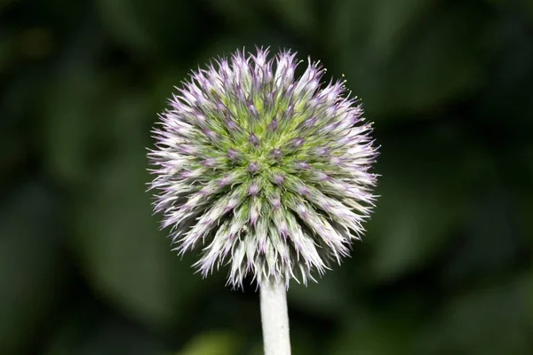 Uma Flor Cardo Rodeada Por Fundo Verde Natural Fotografado Close — Fotografia de Stock