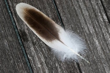 Frontside kuş tüyü totalview yıpranmış yere kadar yakın fotoğraflandı ve makro kazlar akbaba