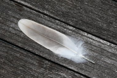 kuş tüyü kazlar akbaba totalview yıpranmış yere kadar yakın fotoğraflandı ve makro içinde arka