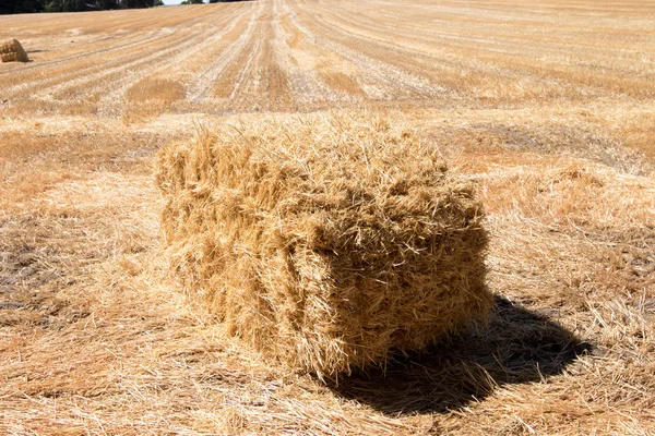 pressed straw bale on a field  in close up  photographed in wide-angle lens