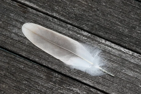 kuş tüyü kazlar akbaba totalview yıpranmış yere kadar yakın fotoğraflandı ve makro içinde arka