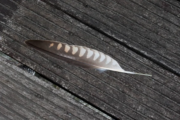 Feder Eines Sakerfalken Totalbild Auf Verwittertem Boden Aufgenommen Nah Und — Stockfoto