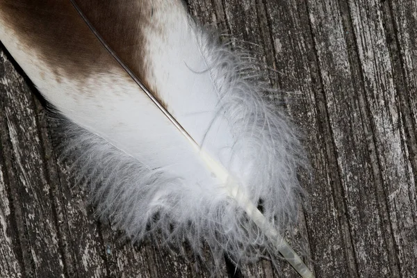 最後の風化を近くで撮影とマクロのとでガチョウ ハゲタカの羽の部分 — ストック写真