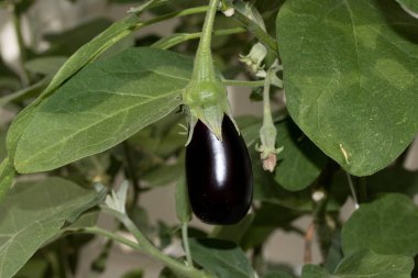 makro lens ile egzotik bir sera içinde fotoğraflandı bir çalı üzerinde küçük bir patlıcan
