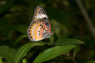 bir leopar net falter kelebek makro lens ile egzotik bir sera içinde fotoğraflandı kapalı kanatlı yan görünüm