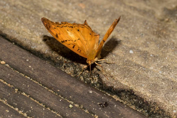 Vue Totale Frontale Papillon Julia Vacille Avec Des Ailes Ouvertes — Photo