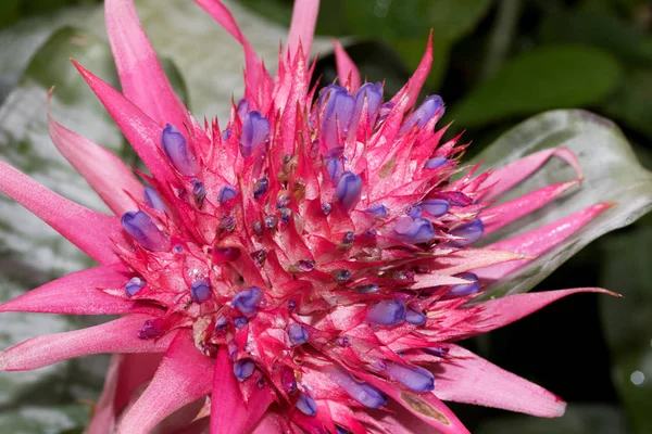 Extremo Close Uma Flor Exótica Cor Rosa Lilás Fotografado Uma — Fotografia de Stock