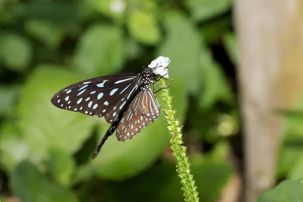 top view of a malachit falter butterfly with open wings photographed in an exotic glasshouse with macro lens