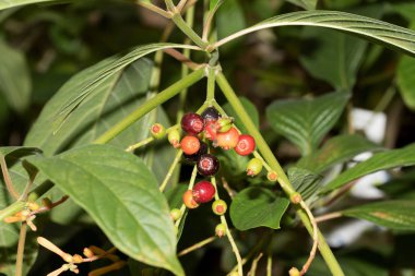 çilek bir yıldızın bir çiçek adlandırılmış makro lens ile tropikal bir sera içinde fotoğraflandı Mısır