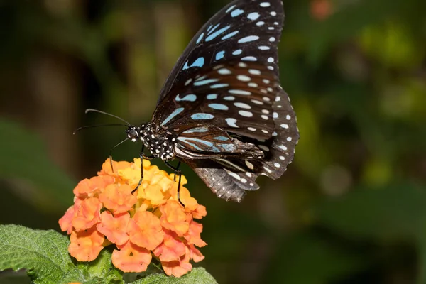 Extreme Nahaufnahme Und Seitenansicht Eines Blau Gesprenkelten Schmetterlings Der Nektar — Stockfoto