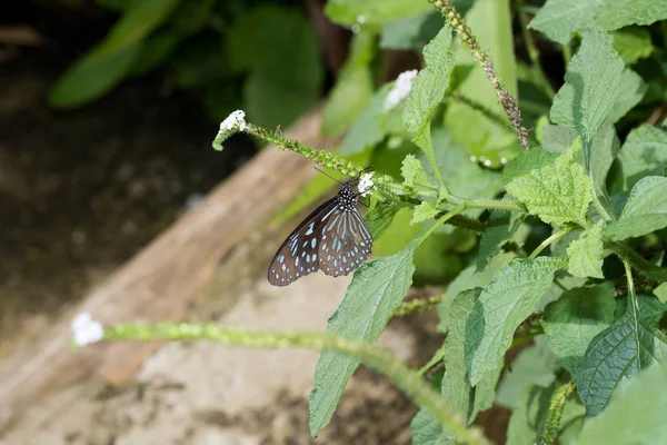 Vista Lateral Uma Borboleta Salpicada Azul Bebendo Néctar Uma Flor — Fotografia de Stock