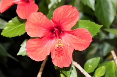 bir kırmızı hibiscus çiçek önünde makro lens ile tropikal bir sera görünüm fotoğrafı