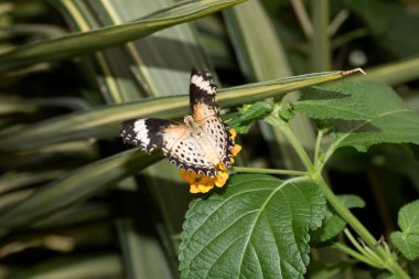 arkadan görünüşü kanatlarını makro lens ile tropikal bir sera içinde fotoğraflandı bir portakal çiçeği bakimi yayılan bir leopar net titremek