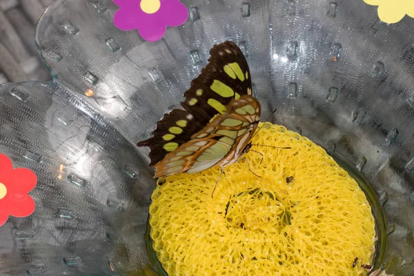 makro lens ile tropikal bir sera içinde fotoğraflandı onun hortum ile içme malachit titremek