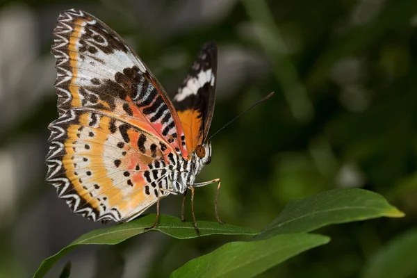 側と純ヒョウの正面つまずくマクロレンズで熱帯温室で撮影半分開いている翼と緑の葉の上に座って — ストック写真