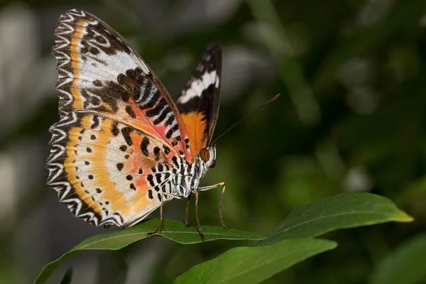 Vue Latérale Frontale Filet Léopards Vacillant Assis Sur Une Feuille — Photo