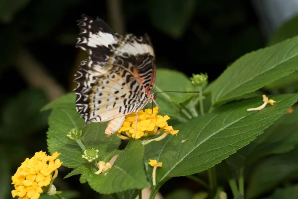 aşırı yakın çekim ve makro lens ile tropikal bir sera içinde onun hortum ile sarı bir çiçek nektarı içmeye bir leopar net falter yan görünüm fotoğrafı