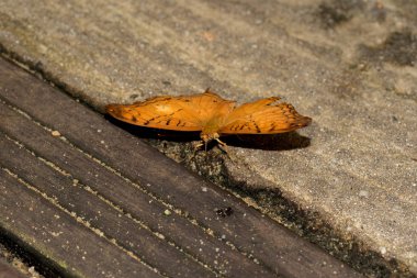 makro lens ile tropikal bir sera içinde fotoğraflandı geniş açık kanatlı yerde oturan bir julia titremek
