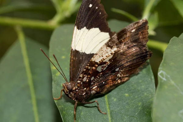 Front View Brown White Falter Half Open Wings Sitting Green — Stock Photo, Image