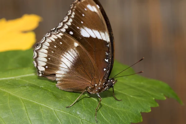 Коричневий Білий Метелик Кричить Зеленому Листі Закритими Крилами Сфотографованими Тропічній — стокове фото